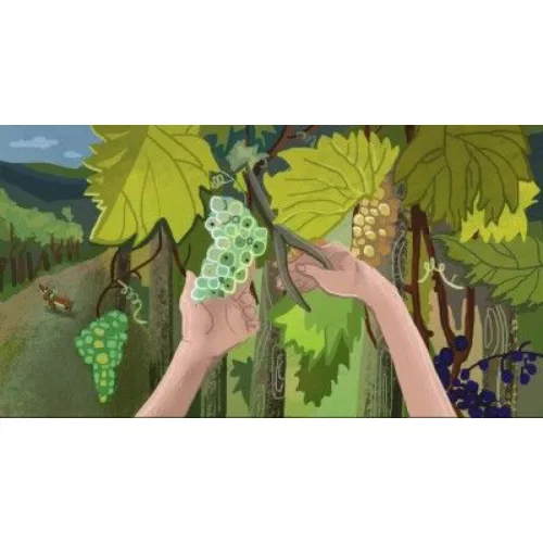 Borsi szüretel (Ringató) - Diafilm