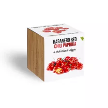Piros habanero chili paprika növényem fa kockában